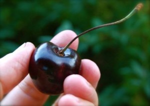 La saison des cerises