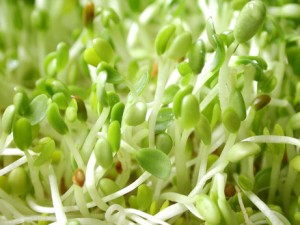 Les graines germées sont essentielles pour une alimentation saine